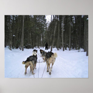 Dog Sledding in Quebec, Canada Poster