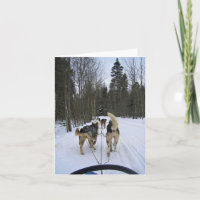 Dog Sledding in Quebec, Canada
