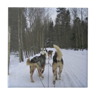 Dog Sledding in Quebec, Canada Tile