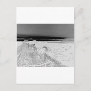 Dog Sledging Postcard