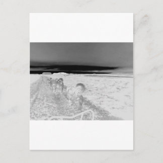 Dog Sledging Postcard