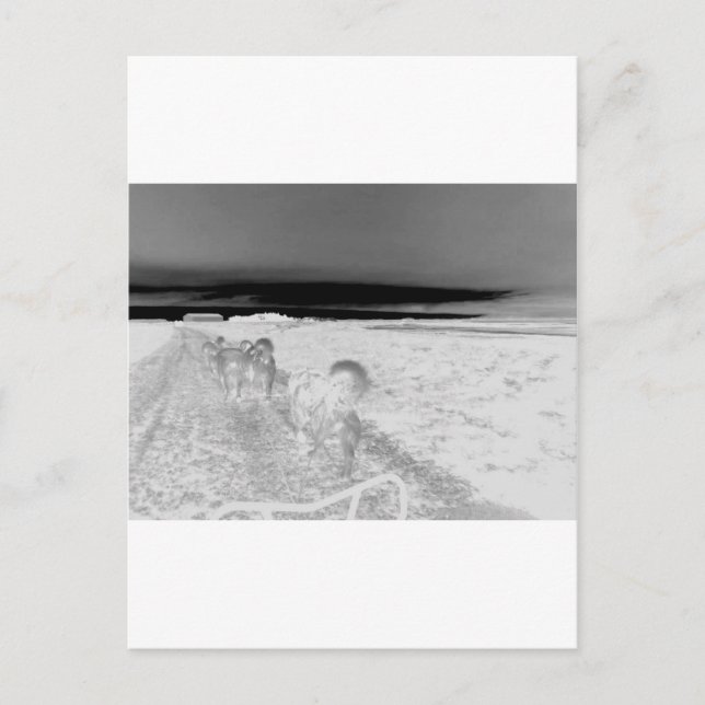Dog Sledging Postcard (Front)