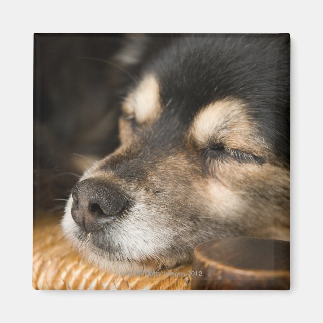 Dog sleeping 2 magnet (Front)