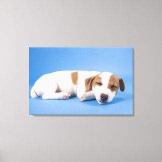 Dog sleeping canvas print