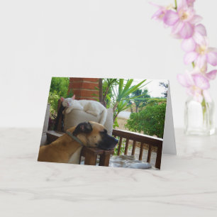 Dog Sleeping in Chair with White Kitten Card