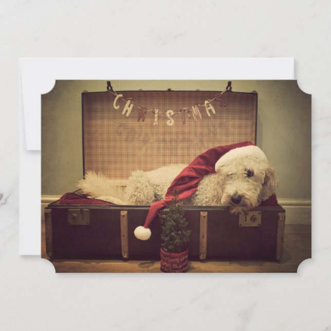 Dog sleeping in suitcase (Front)