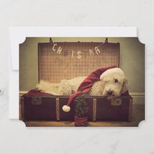 Dog sleeping in suitcase