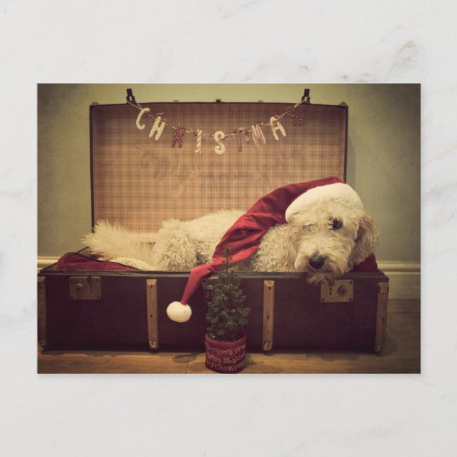 Dog sleeping in suitcase holiday postcard (Front)