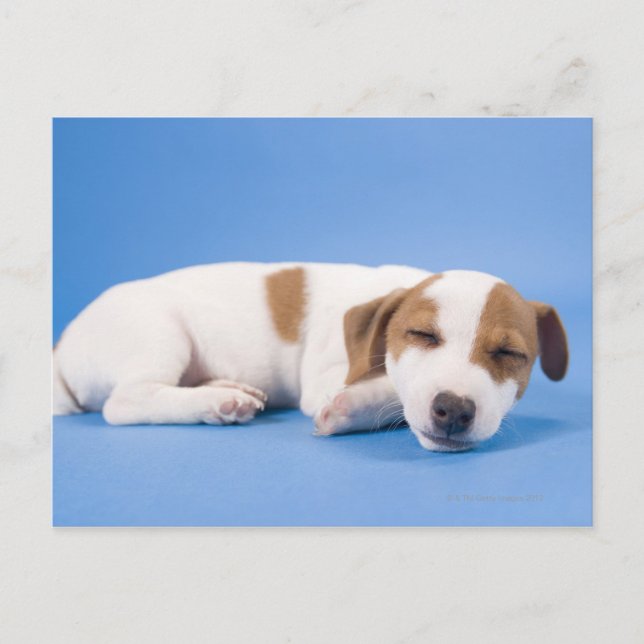 Dog sleeping postcard (Front)