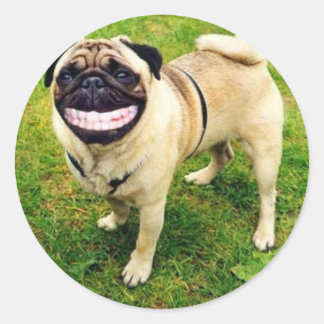dog smile pug classic round sticker
