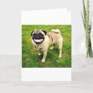 dog smile pug cute card