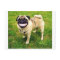 dog smile pug