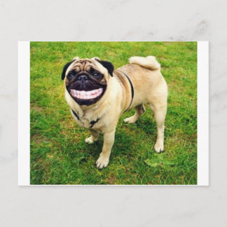 dog smile pug postcard