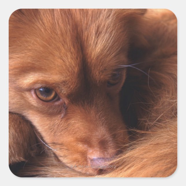 dog square sticker (Front)