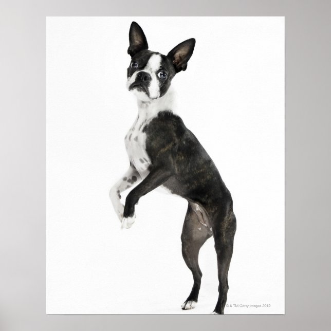dog standing on 2 legs looking at camera poster (Front)