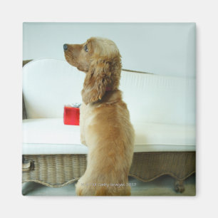 Dog standing on a couch with a gift magnet
