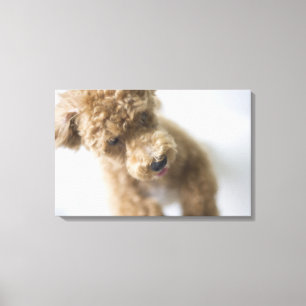 Dog standing on floor canvas print