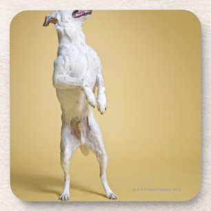 Dog standing on hind legs coaster