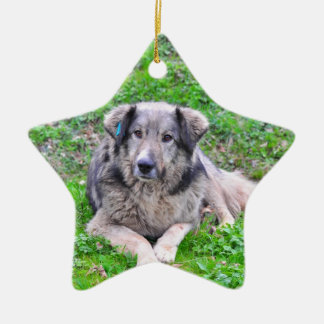 Dog star ornament