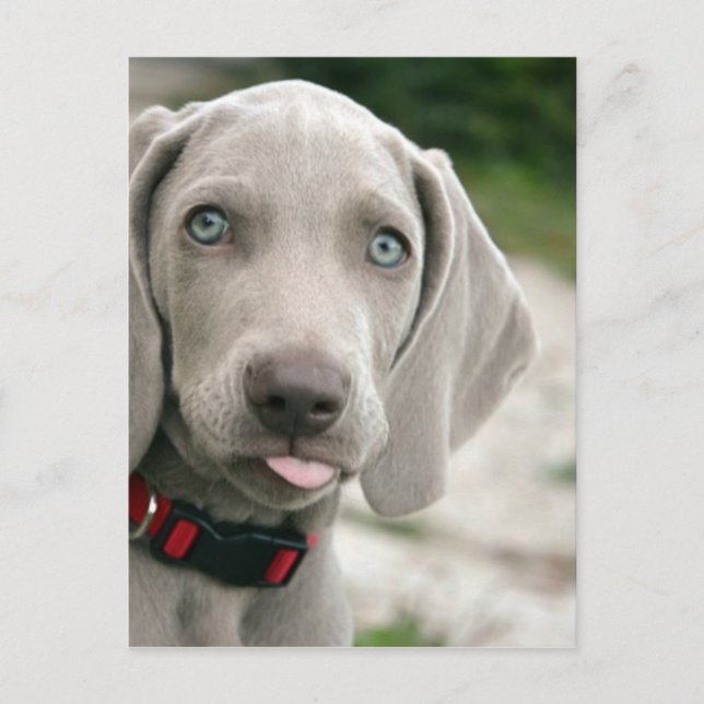 Dog sticking tongue out postcard (Front)