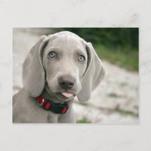 Dog sticking tongue out postcard