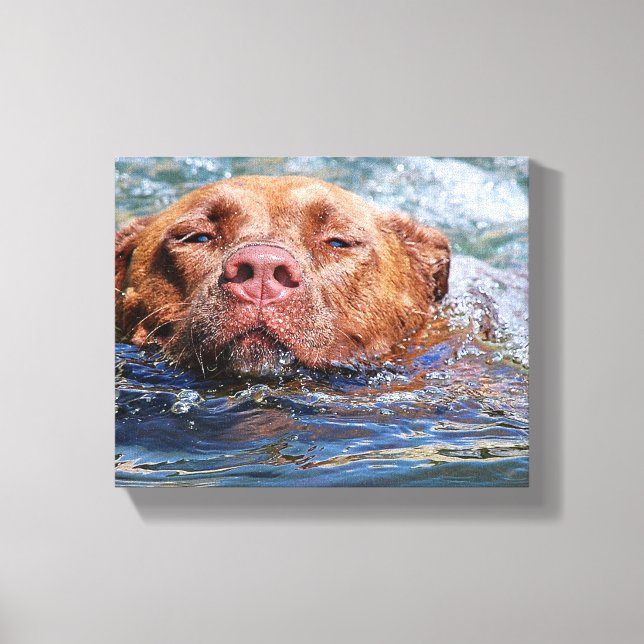 Dog Swimming Canvas Print (Front)