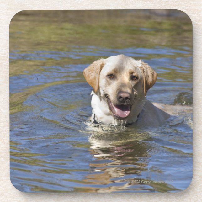 Dog swimming coaster (Front)