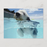 Dog Swimming in a Swimming Pool