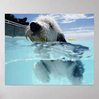 Dog Swimming in a Swimming Pool Poster