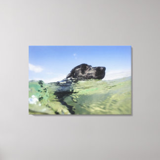 Dog swimming in water canvas print