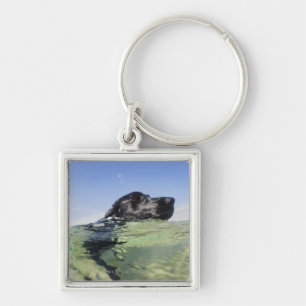 Dog swimming in water key ring