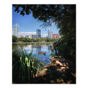 Dog Swimming Ladybird Lake 2 Downtown Austin Texas Photo Print