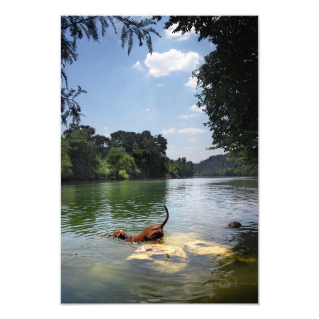 Dog Swimming Ladybird Lake - Downtown Austin Texas Photo Print (Front)