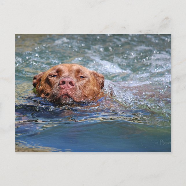 Dog Swimming Postcard (Front)