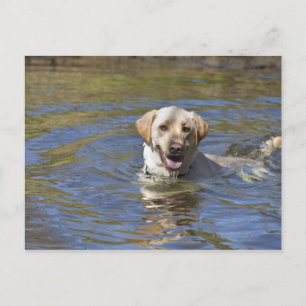 Dog swimming postcard