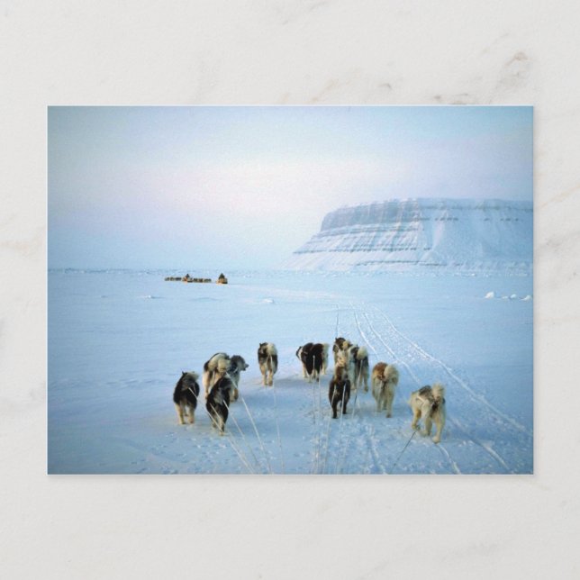 Dog teams, Devon Island, Northwest Territories Postcard (Front)