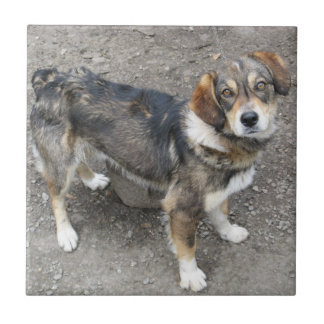 Dog Tile
