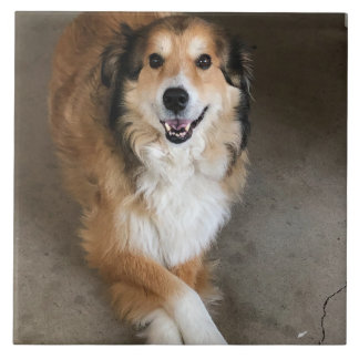 Dog  tile