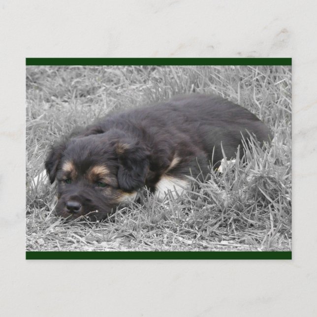 Dog Tired Postcards (Front)