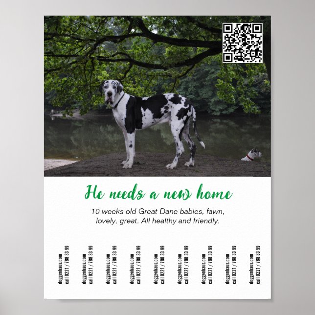 Dog to sell poster template  (Front)