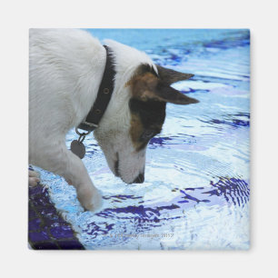 Dog touching water at the swimming pool magnet