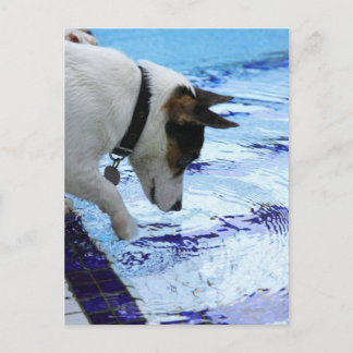 Dog touching water at the swimming pool postcard
