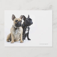 Dog training & obedience