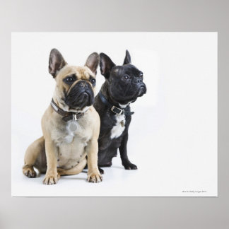 Dog training & obedience poster