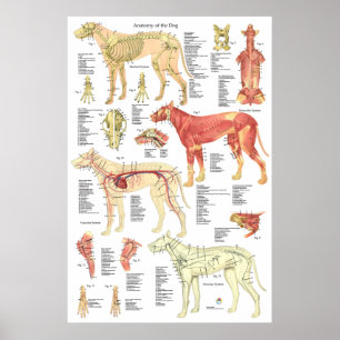 Dog Veterinary Muscle Skeletal Anatomy Poster