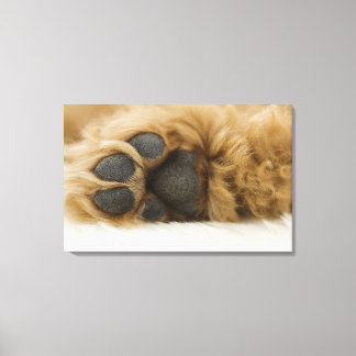 Dog, view of leg canvas print