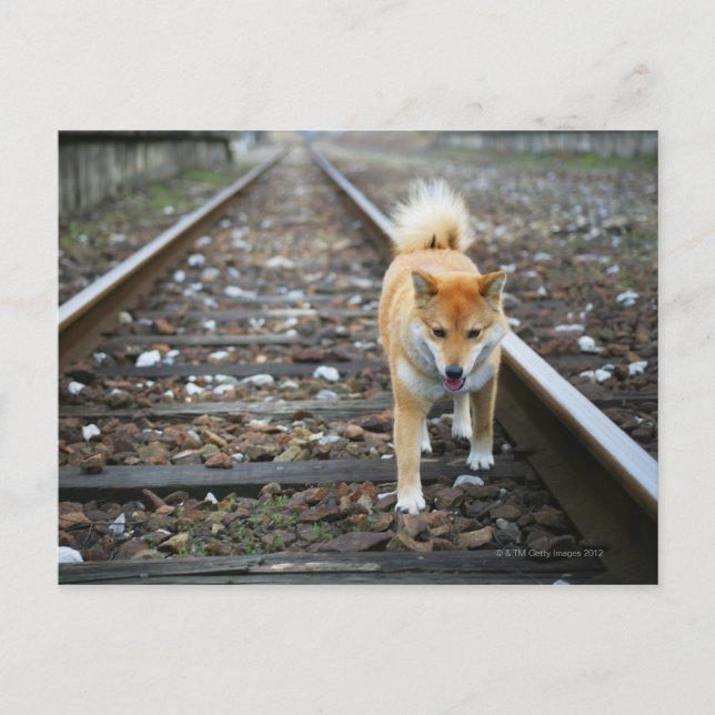 Dog walking track postcard (Front)
