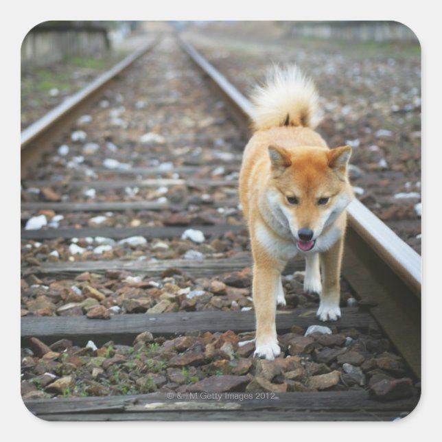 Dog walking track square sticker (Front)