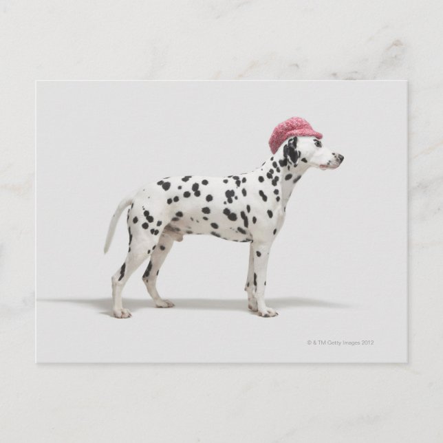 Dog wearing a hat postcard (Front)