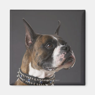 Dog wearing collar, looking away magnet